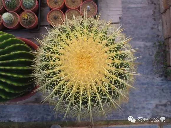 仙人球最常见的品种，你能认识几个？