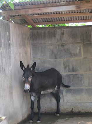 湘潭和平公园动物园星期天开放吗,湘潭市动物园的近况