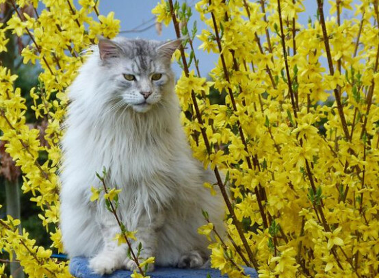 缅因库恩猫白色,缅因库恩猫很少人养