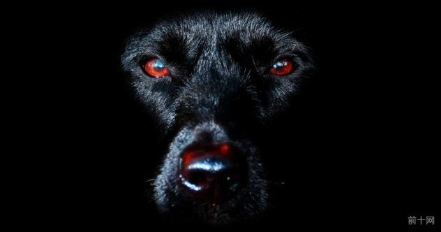 英格兰犬的故事,英格兰故事