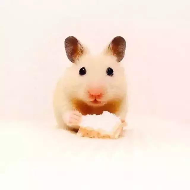 适合学生党的可爱活泼小仓鼠,学生党的小型仓鼠10元