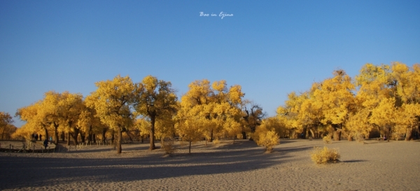 成都自驾额济纳旗攻略,额济纳旗深度游旅行攻略