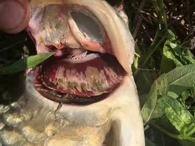 鲤鱼急性烂鳃是什么原因,鲤鱼烂鳃病有什么特效药