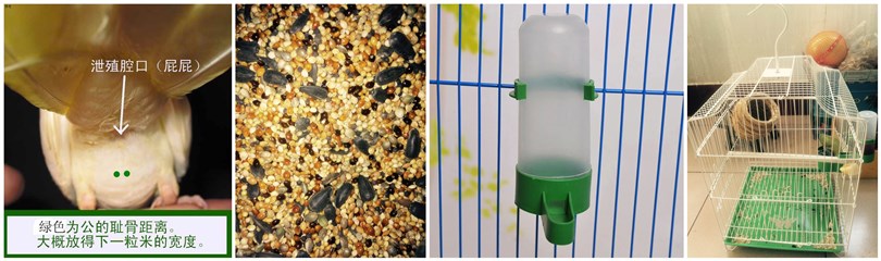 手养牡丹鹦鹉如何学吃,手养牡丹鹦鹉科普