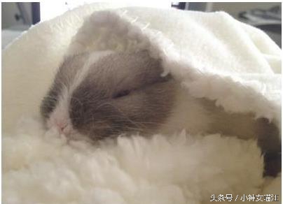 萌兔趁主人不在家偷擦口红?1秒变性感红唇,画面太辣眼了!