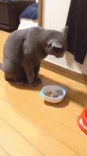 适合学生党的可爱活泼小仓鼠,学生党的小型仓鼠10元