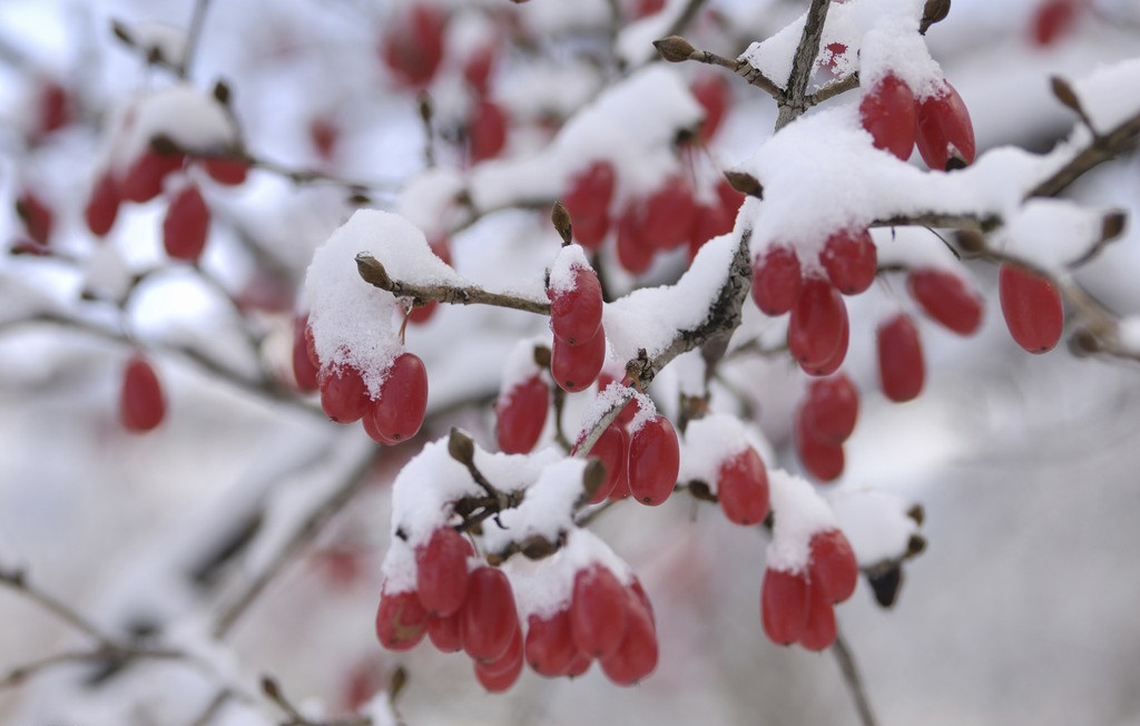 农村叫它狗*子奶**，能补肾，你见过吗？看了你应该认识