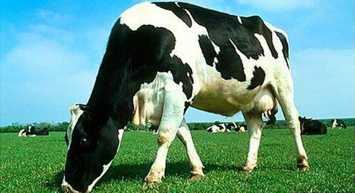 注意过狗粮中红白肉吗？！为了你家汪，看看这里吧！