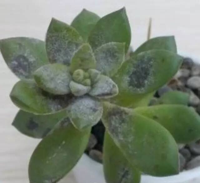 多肉黑斑和煤烟病区别,多肉黑斑病和烟煤病图片