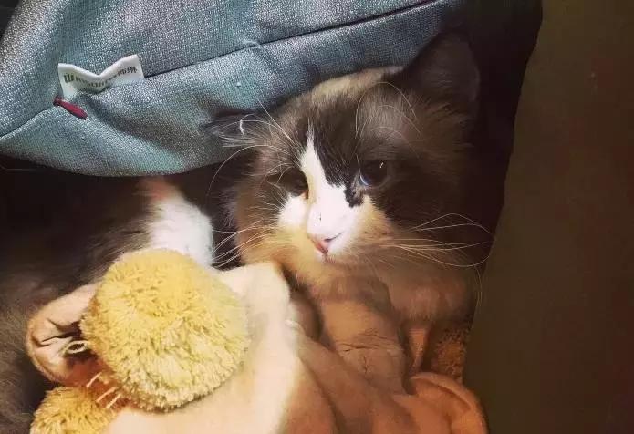 猫咪咖啡馆哪家最好,武汉有哪些猫咪咖啡厅