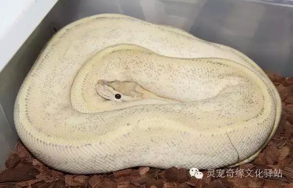 球蟒基因图鉴入门,球蟒基因品系大全