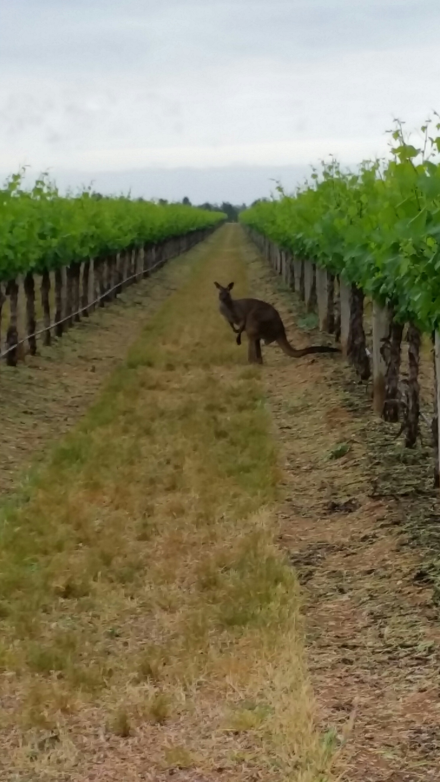 除奔富之外，澳洲还有一家酒庄不容错过，她开始进入中国市场了