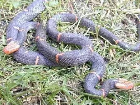 恐怖诡异的五步蛇,惊现两条巨型五步蛇