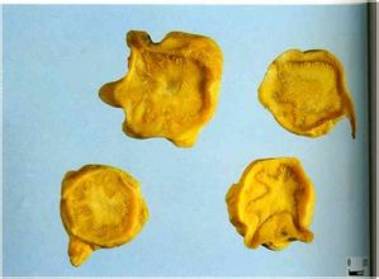 中药附子使用歌诀,每日一味中药附子