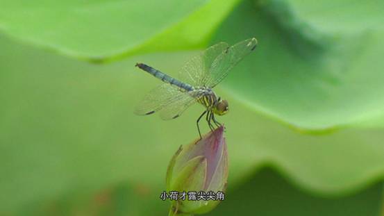 大美微山湖生态好地方,微山湖国家湿地公园游玩讲解