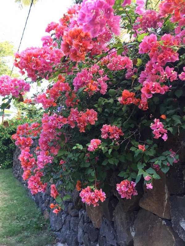 七彩世界毛里求斯游记,人间天堂的花园毛里求斯