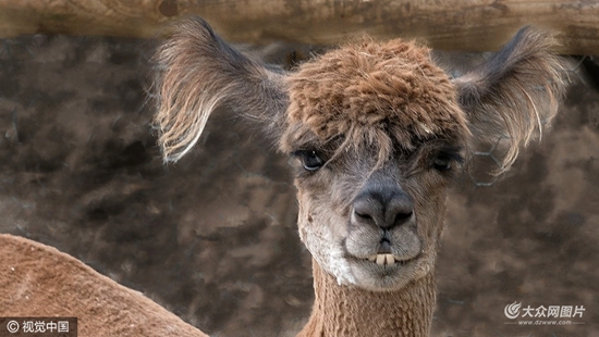 猩猩呆萌抠鼻鹈鹕悲催掉鱼动物界“谐星”分分钟治愈你