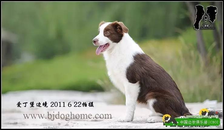 一梦谈狗l边牧的脸怎样比较美？