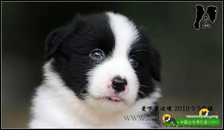 一梦谈狗l边牧的脸怎样比较美？