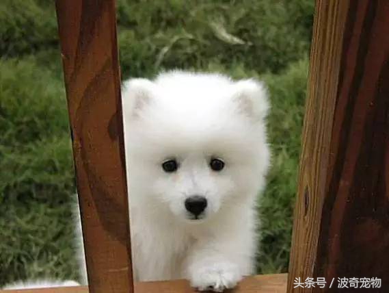 狗狗品种大全带你走进狗狗的世界,狗狗品种大全看看你认识几种