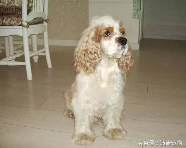 狗狗品种大全带你走进狗狗的世界,狗狗品种大全看看你认识几种