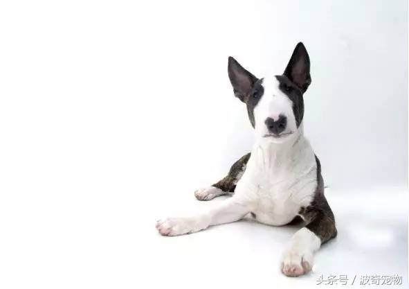 狗狗品种大全带你走进狗狗的世界,狗狗品种大全看看你认识几种