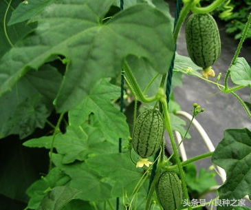 餐桌上常见的本土作物是什么,10种常见的粮食作物