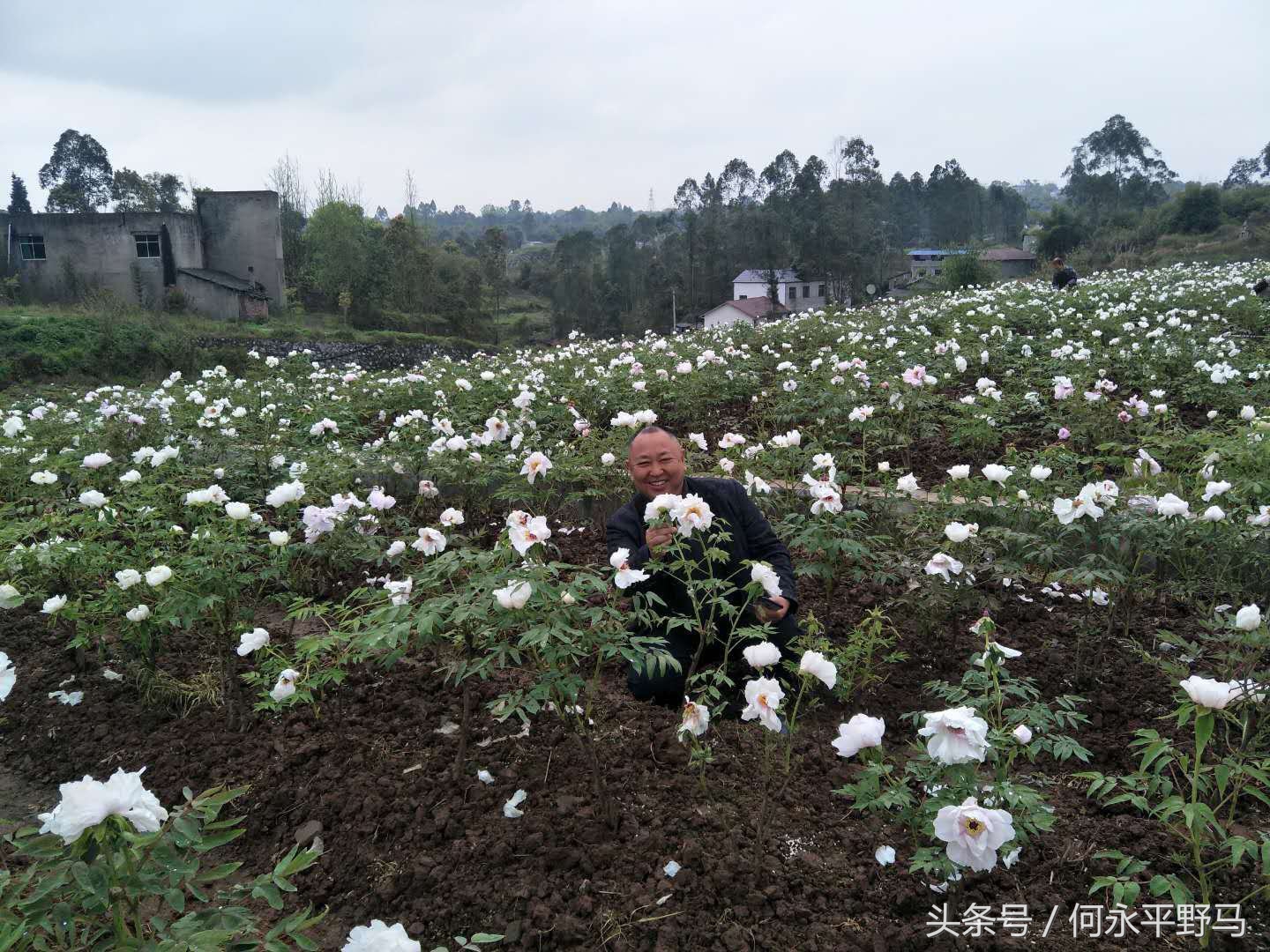重庆千亩油菜花开“醉”游人,航拍千亩花海惹人醉