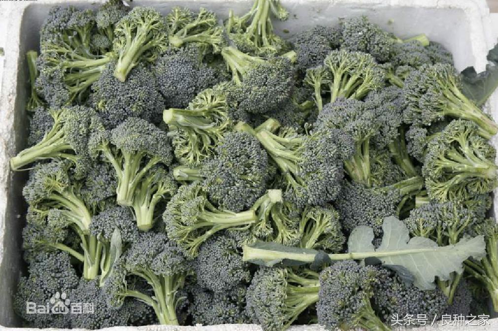 餐桌上常见的本土作物是什么,10种常见的粮食作物