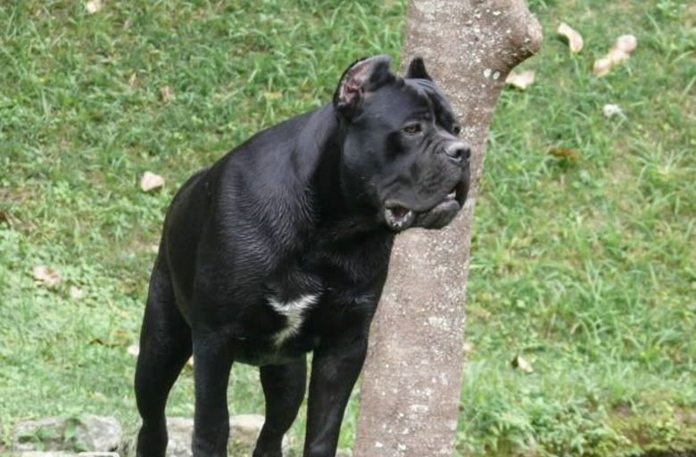 各个国家的土狗图片,20个国家土狗图片