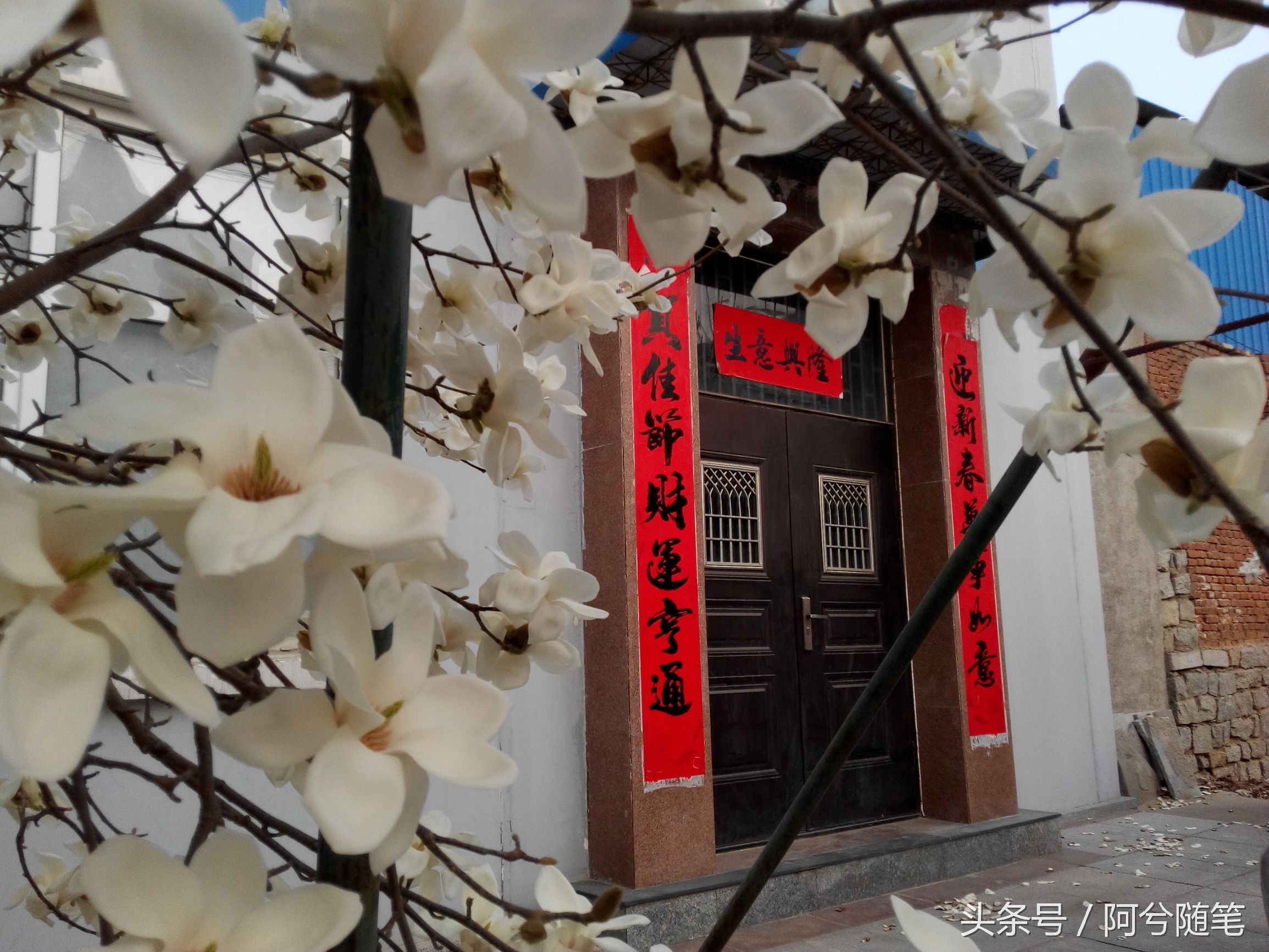 适合种植在庭院的植物大全,农村常见的植物盆栽