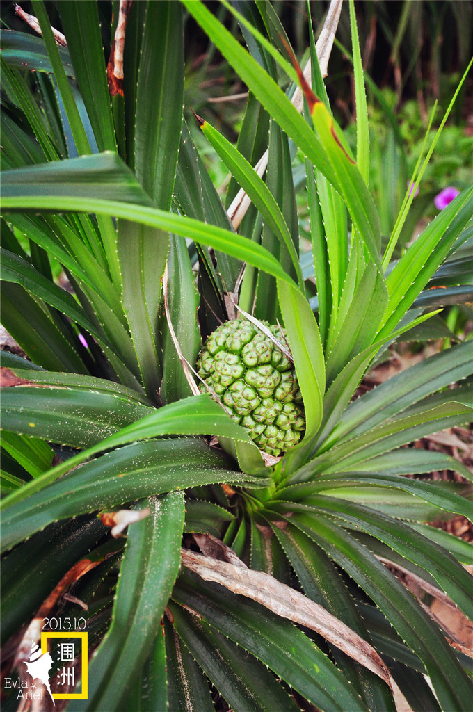 涠洲岛的浪漫旅行,和你去浪漫的涠洲岛