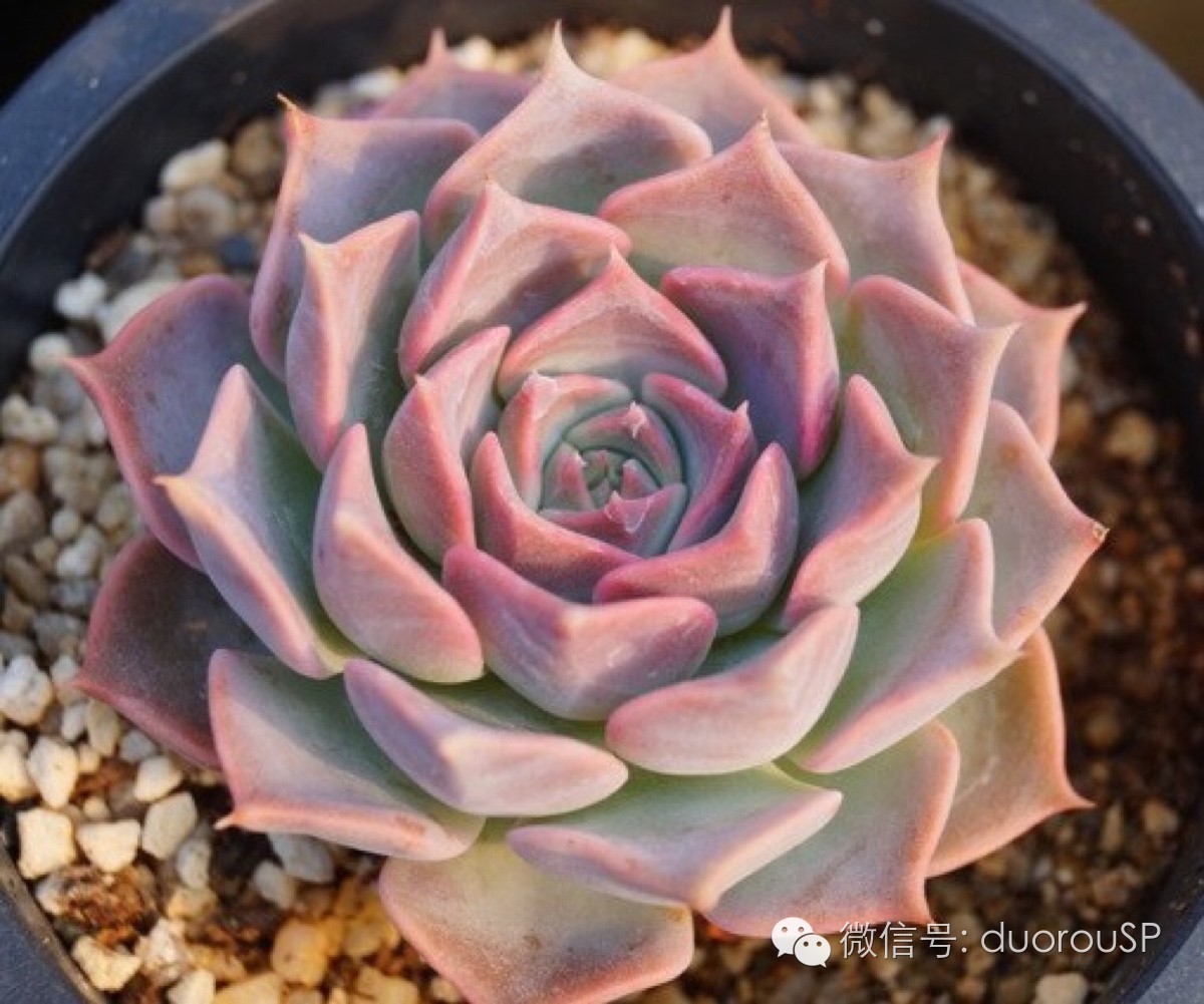 中秋送礼送水果可以吗,中秋送礼除了螃蟹还可以送什么