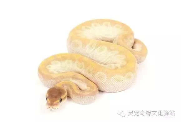 球蟒基因组合大全,球蟒基因品系图鉴下载