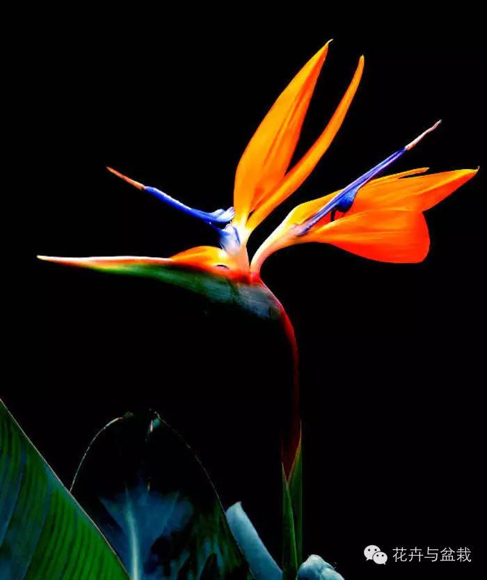 地球上那些奇异的花儿，特别的花送给特别的你