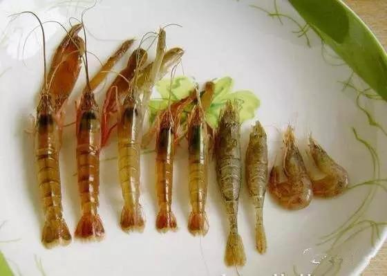 象山石浦渔港古城开渔节,开渔节暨海鲜美食文化旅游节