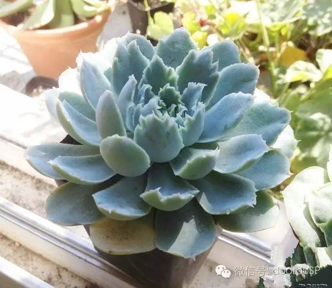 中秋送礼送水果可以吗,中秋送礼除了螃蟹还可以送什么