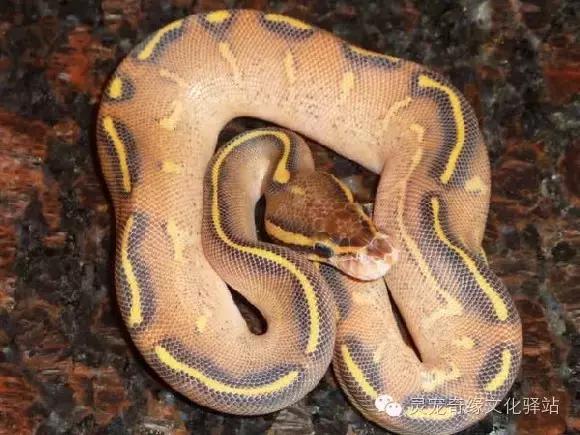 球蟒基因图鉴入门,球蟒基因品系大全