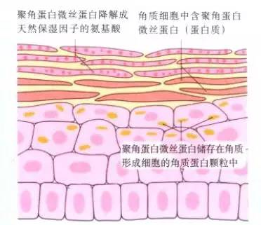 玩命儿补水还是感觉肌肤紧绷绷？也许该考虑试试这些护肤品了