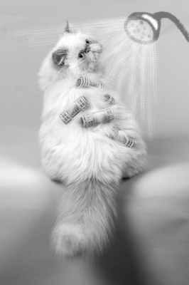 在家给猫咪洗澡用什么能洗干净,经常给猫咪洗澡会不会有寄生虫呢