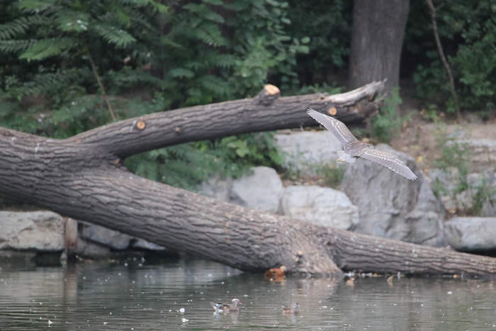 腾龙150-600g2镜头防抖模式详解,腾龙150-600镜头固件升级