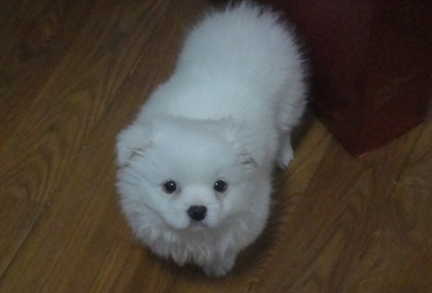 都说不要在淘宝买狗，不信给你看看卖家秀和卖家秀