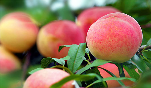 一村一品排名,一村一品产品大全