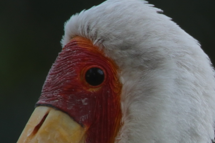 腾龙150-600g2镜头防抖模式详解,腾龙150-600镜头固件升级