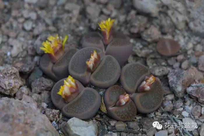 地球上那些奇异的花儿，特别的花送给特别的你