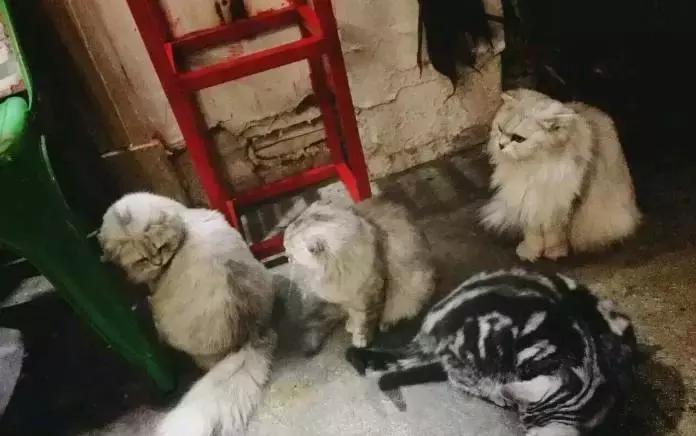 猫咪咖啡馆哪家最好,武汉有哪些猫咪咖啡厅