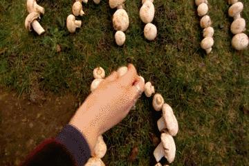 野生蘑菇是侧耳还是平菇,野生蘑菇黑的好还是白的好