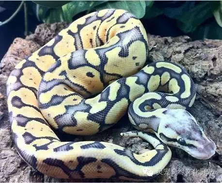 球蟒基因组合大全,球蟒基因品系图鉴下载