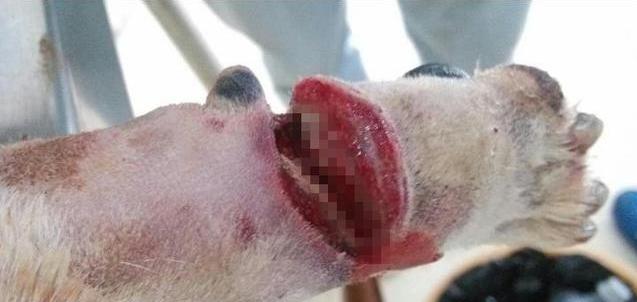 狗狗脚趾皮开肉绽，背后内情看哭众人！