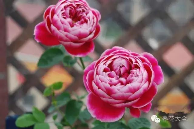 冰淇淋月季快开花的样子 (夏花标准的月季)